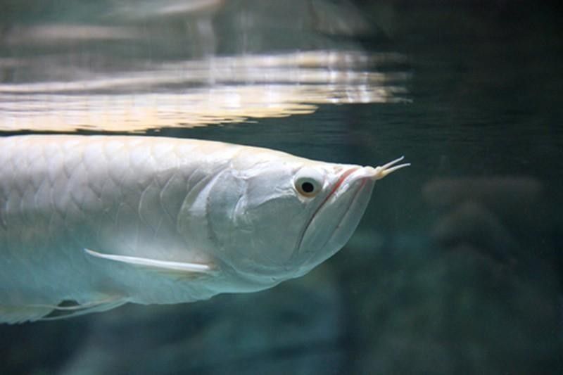 White Asian Arowana Fish