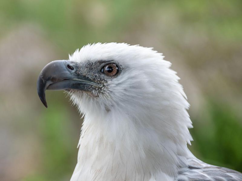 White Bellied Eagle portrait