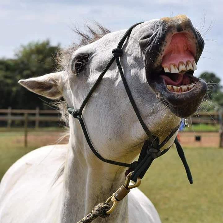 White Horse Smiling