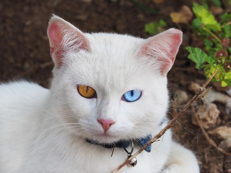 White Khao Manee cat