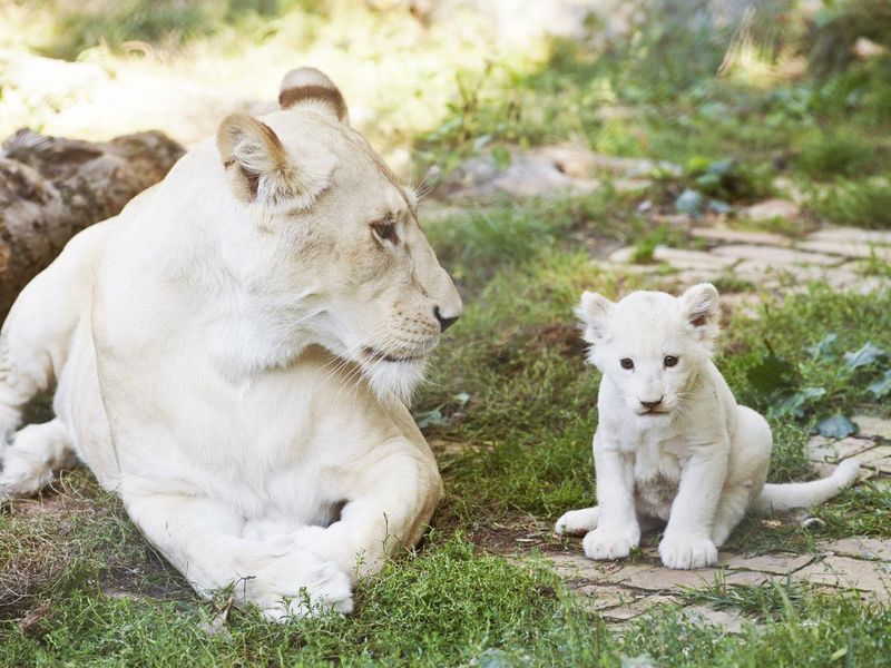 White lions