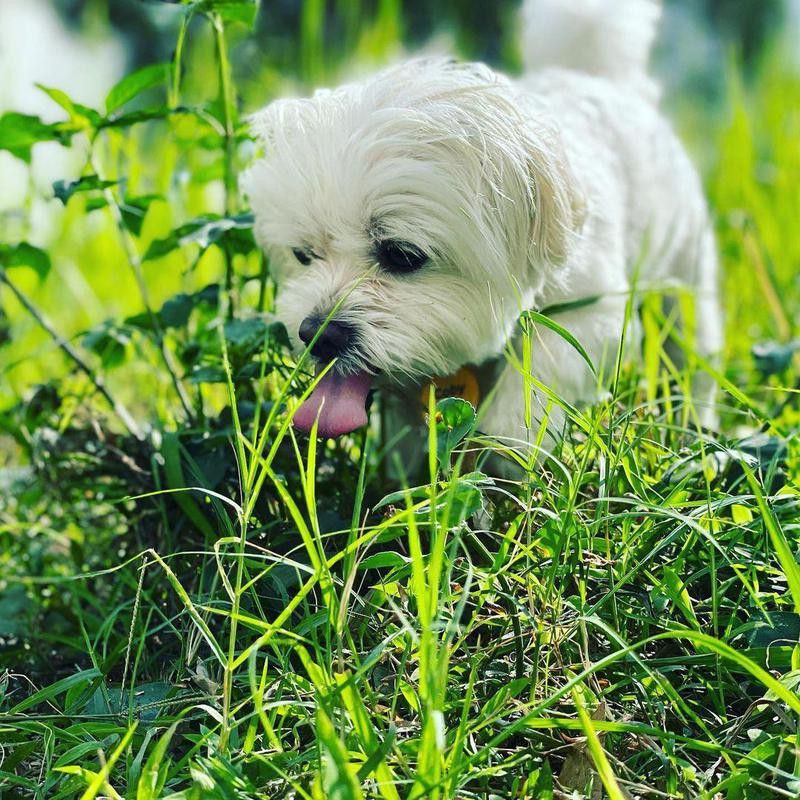 White maltese with its tongue out