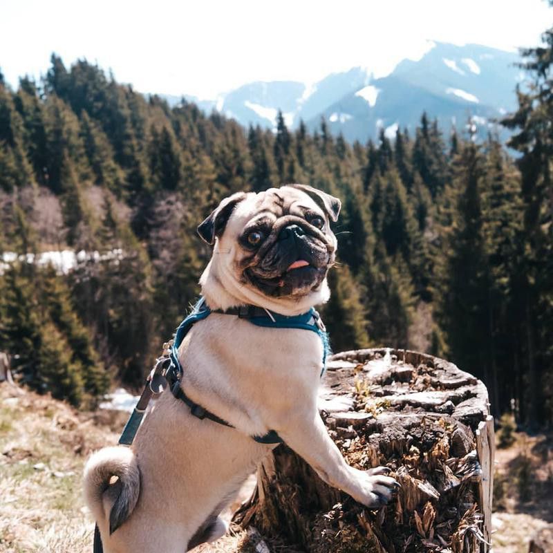 White pug hiking in the woods