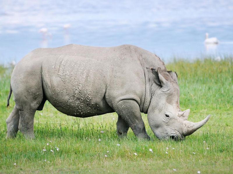 White rhino grazing in Lake Nakuru, Kenya