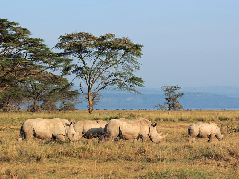 White rhinoceros in open grassland, Lake Nakuru National Park, Kenya
