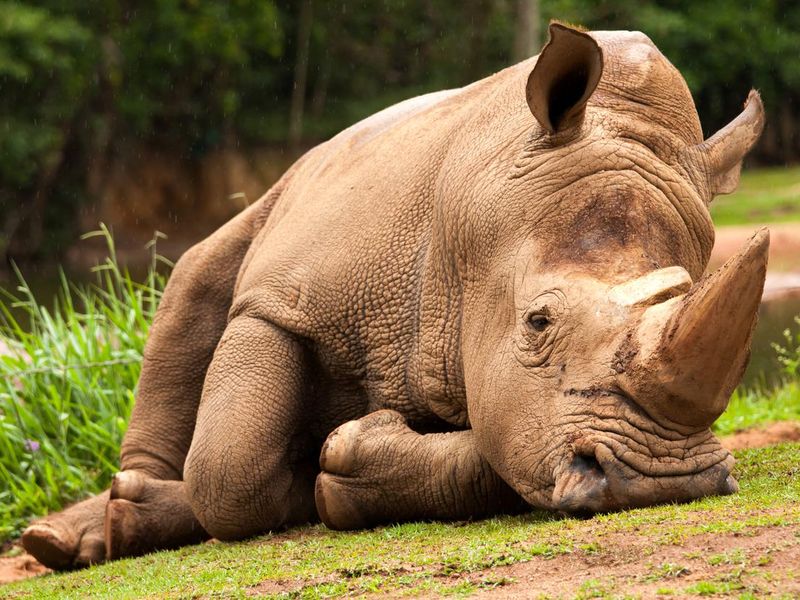 White rhinoceros resting