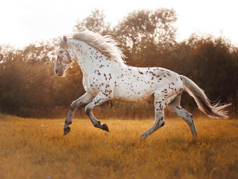 White spotted horse