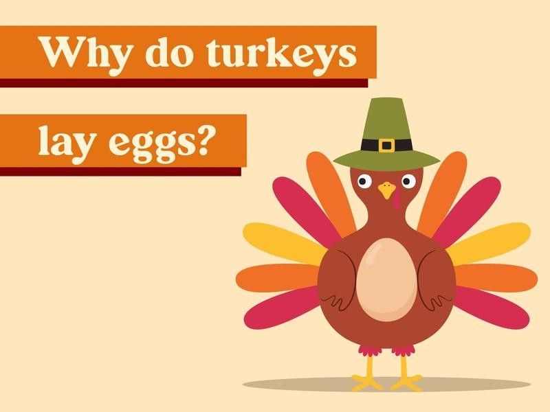 Why do turkeys lay eggs?