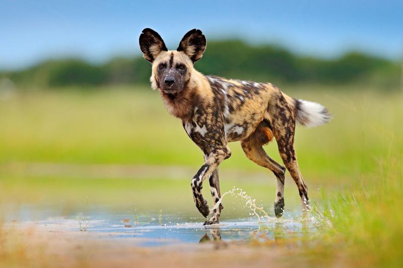 Wild dog, walking in the green grass with water