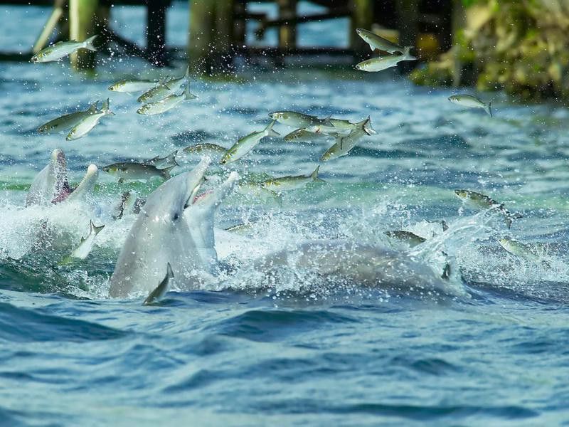 Wild Dolphins Feeding
