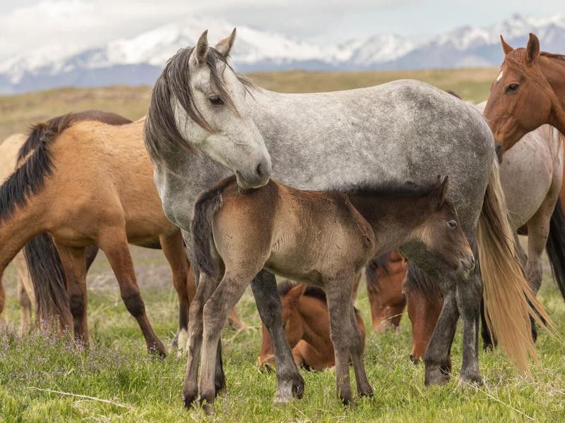 Wild horse mare and foal