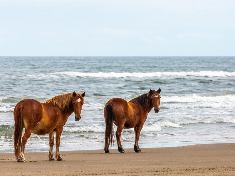 Wild horses on the beach in Outer Banks, North Carolina
