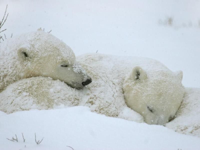 Wild polar bear cubs sleep in storm Hudson Bay Manitoba
