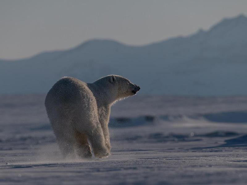 Wild Polar bear runs over the sea ice