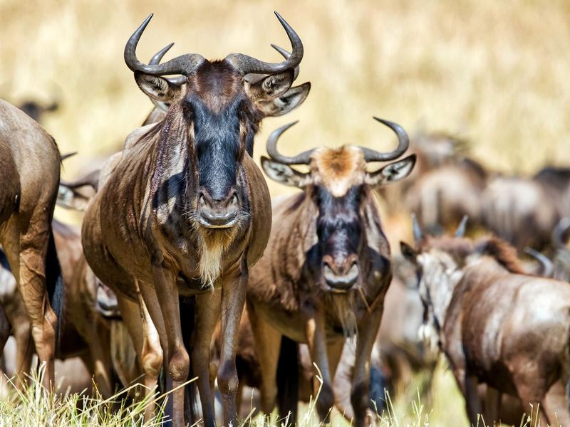 Wildebeests at Great Migration