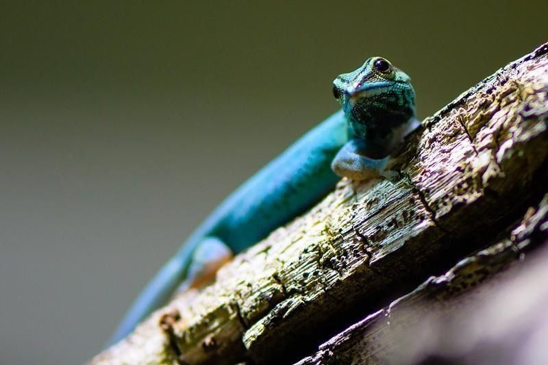 Williams’ Dwarf Gecko