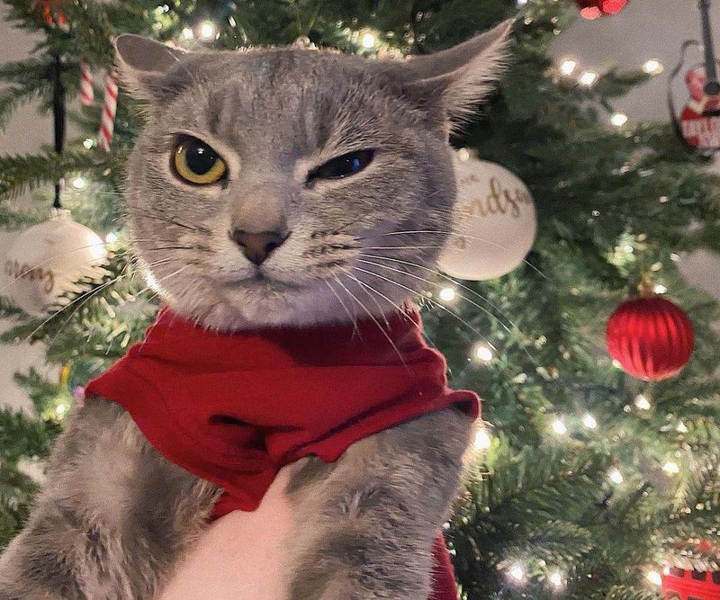 Winking cat christmas picture