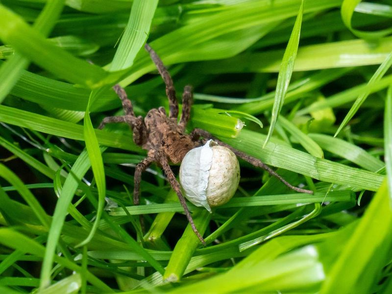 Wolf spider with egg sac in the grass