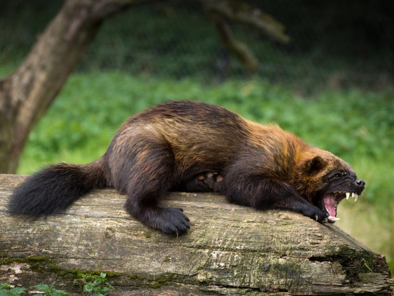 Wolverine lying on a log and yawning or snarling.