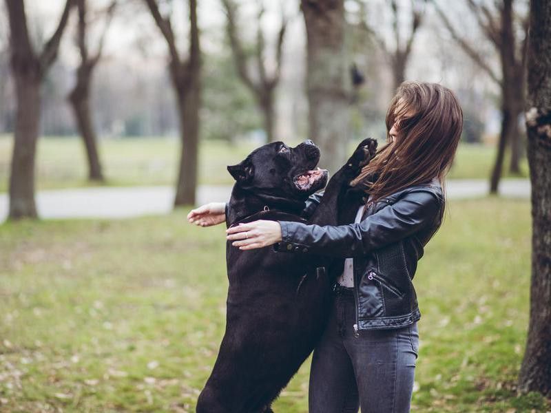 Woman and Neapolitan mastiff pet dog