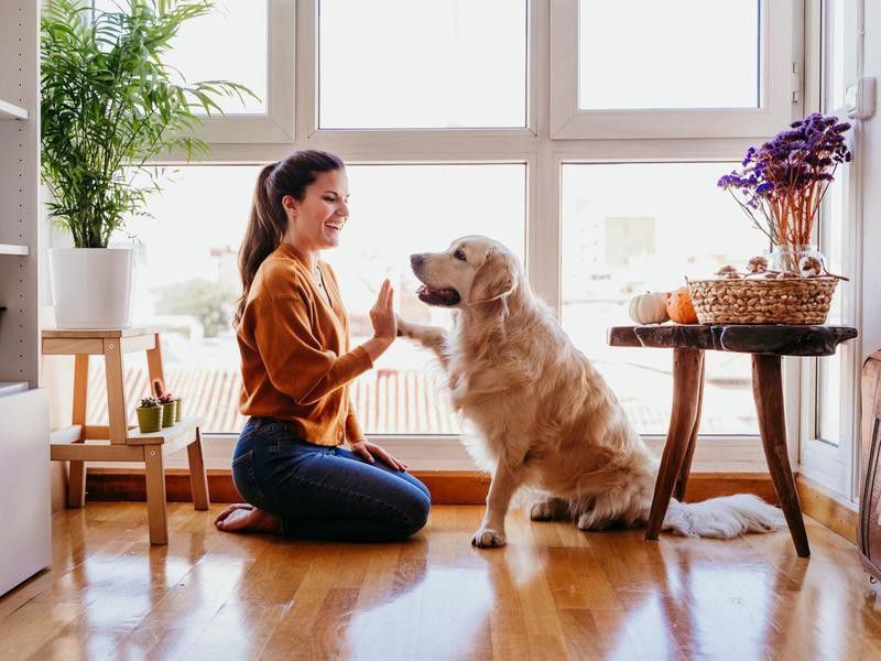 woman doing high five her adorable golden retriever dog at home. love for animals concept. lifestyle indoors