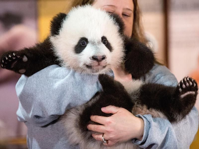 Woman holding cute baby panda