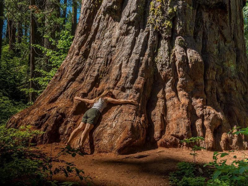 Woman hugging giant sequoias