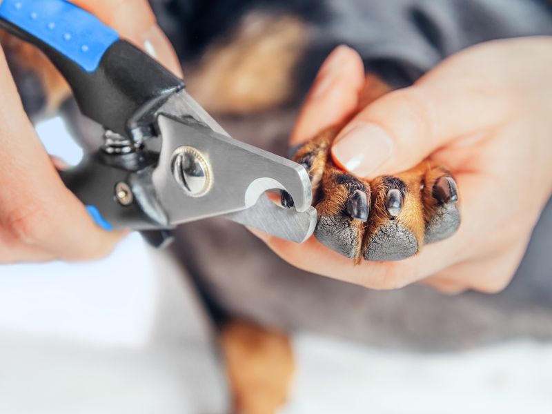 Woman is cutting nails of dog