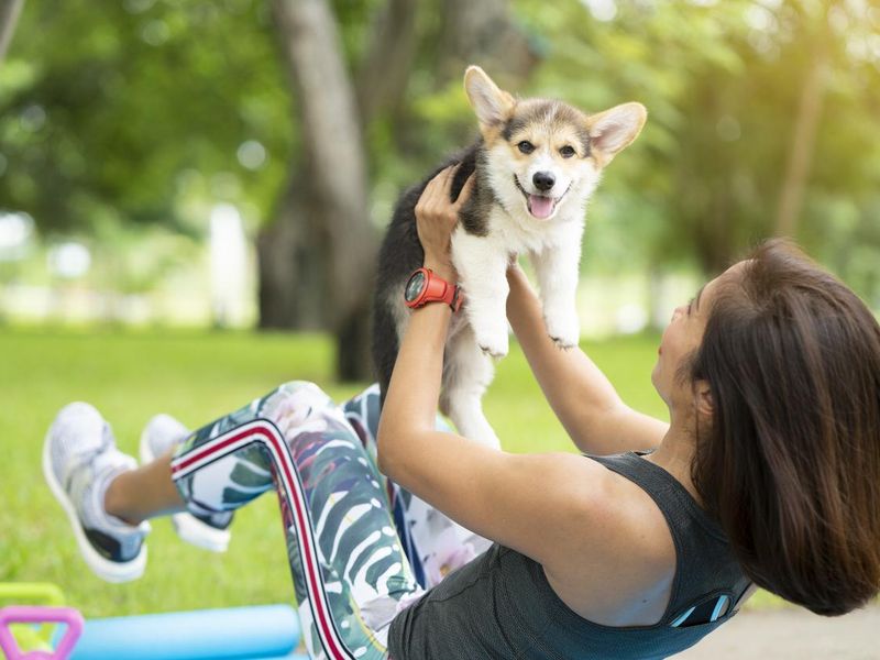 woman playing with a corgi puppy while exercising