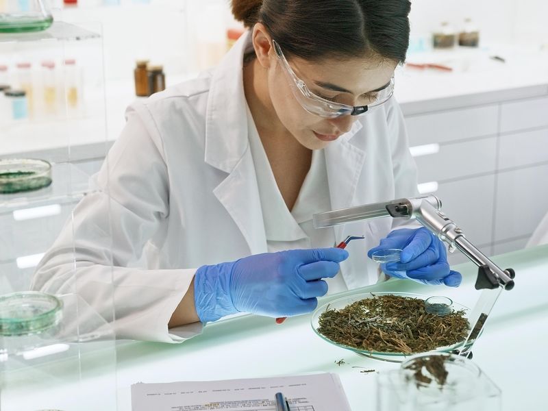 Woman working in lab with cannabis