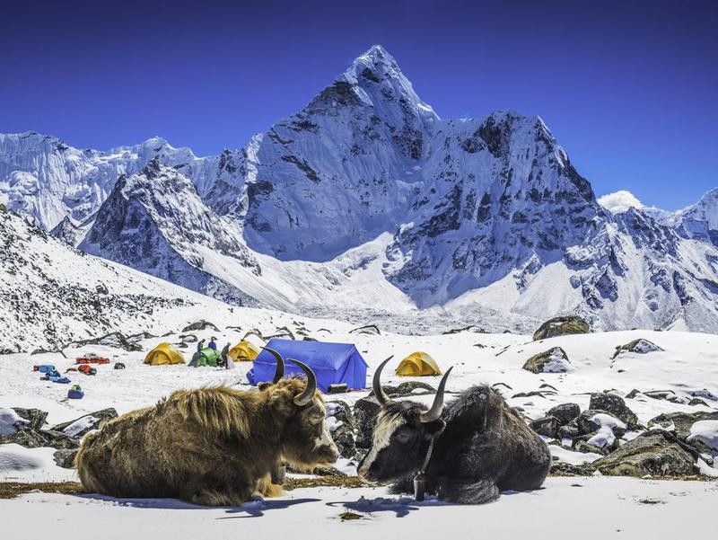 Yaks at Himalayan high camp in Nepal