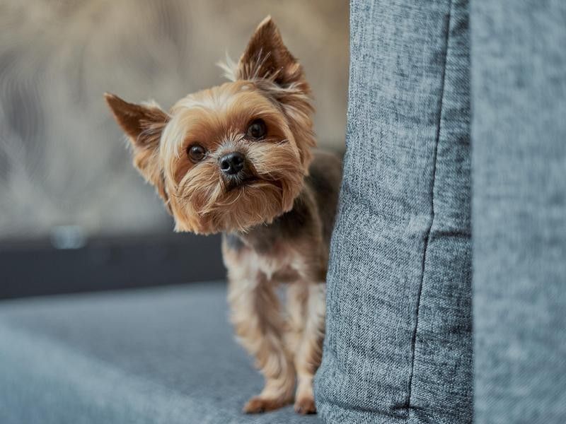 Yorkshire Terrier, an adorable dog breed