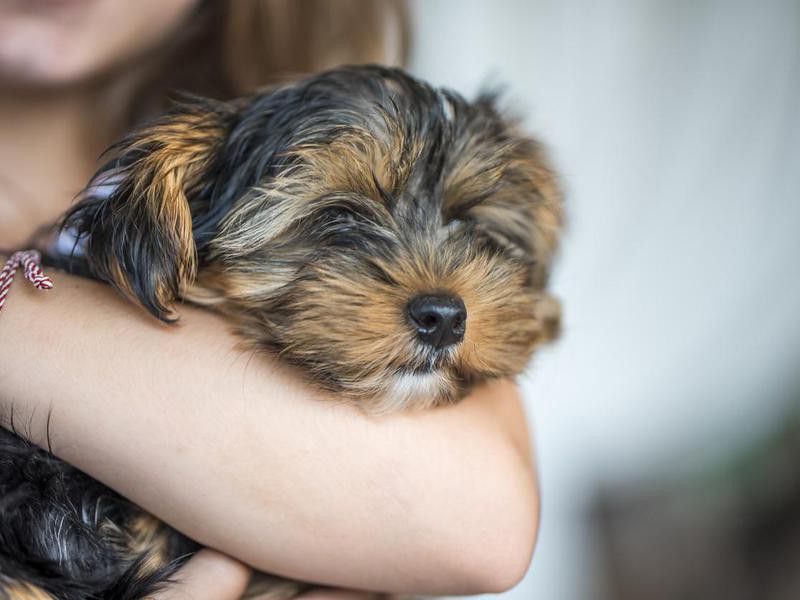yorkshire terrier in arms