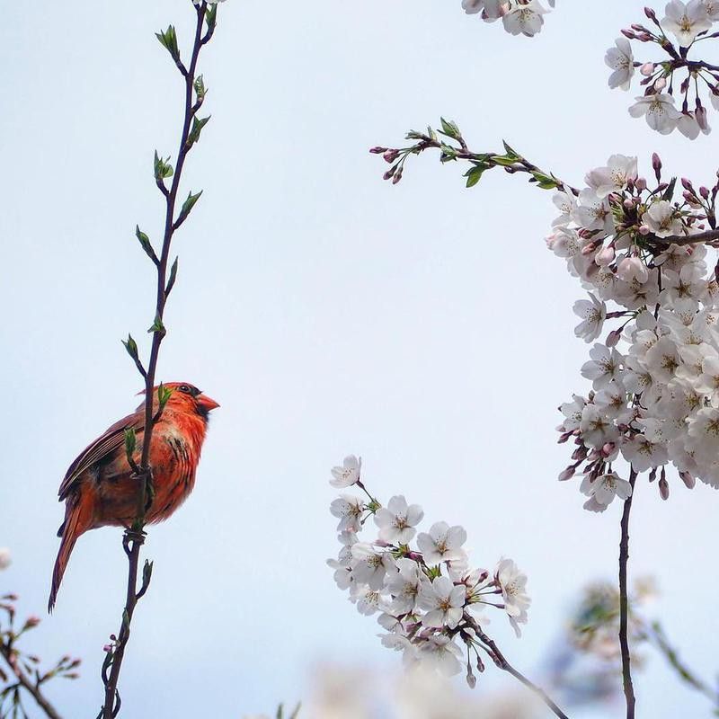 Yoshino cherry blossom with red cardinal