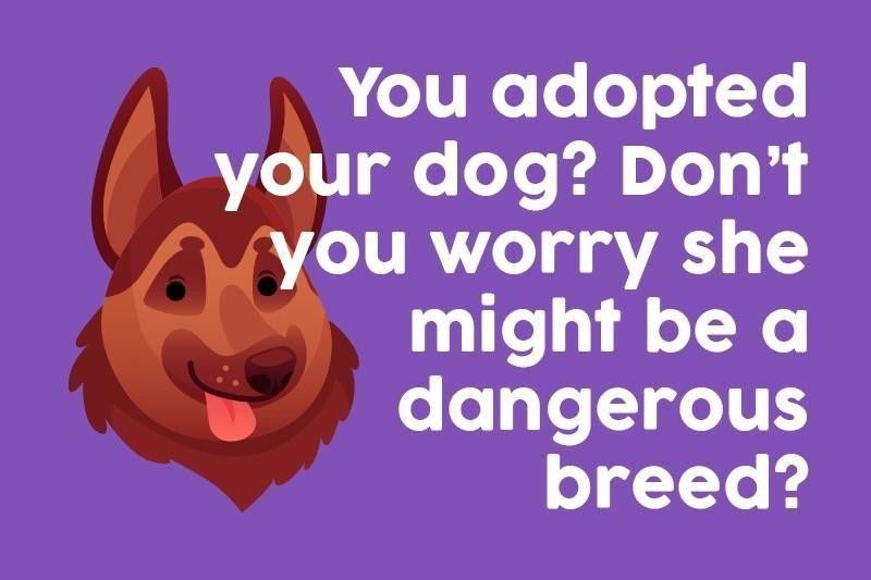 You adopted your dog? Don’t you worry she might be a dangerous breed?