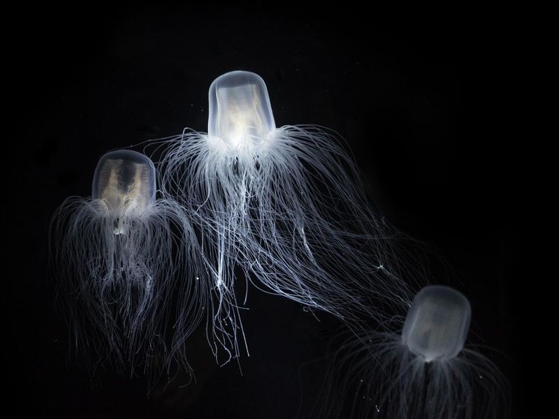 You'll want to avoid box jellyfish stings