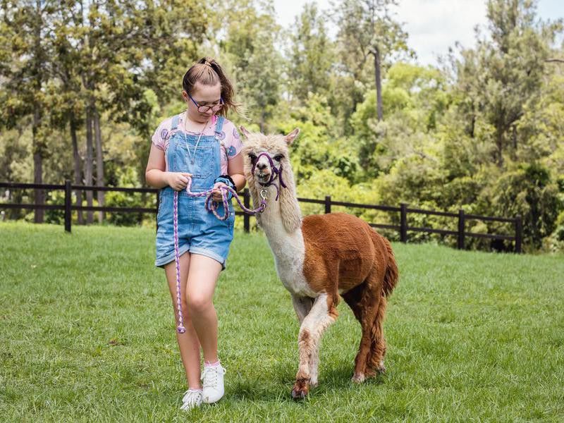 Young Girl Walking Alpaca On Alpaca Farm