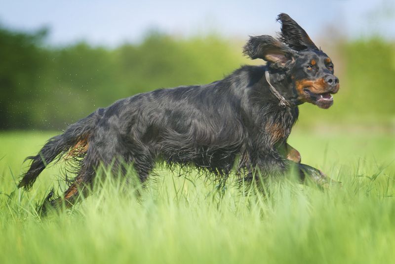 Young Gordon setter running and hunting