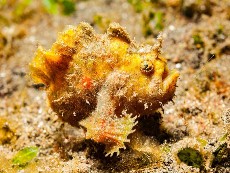 Young Hispid Frogfish