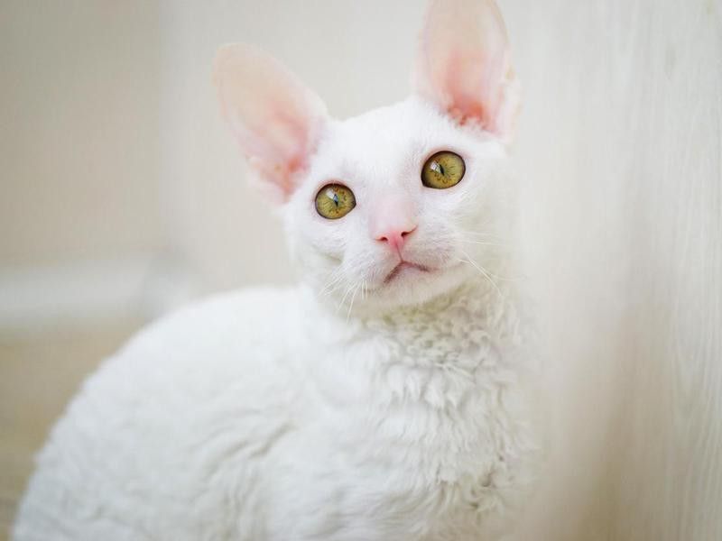 Young white Cornish Rex cat