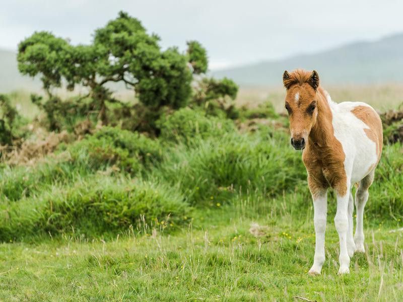 young wild pony horse