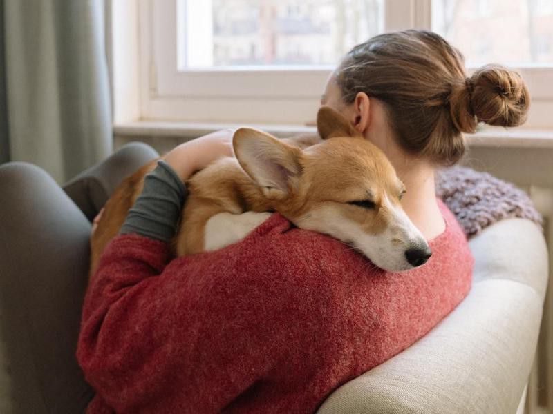 young woman and corgi relax together on an armchair