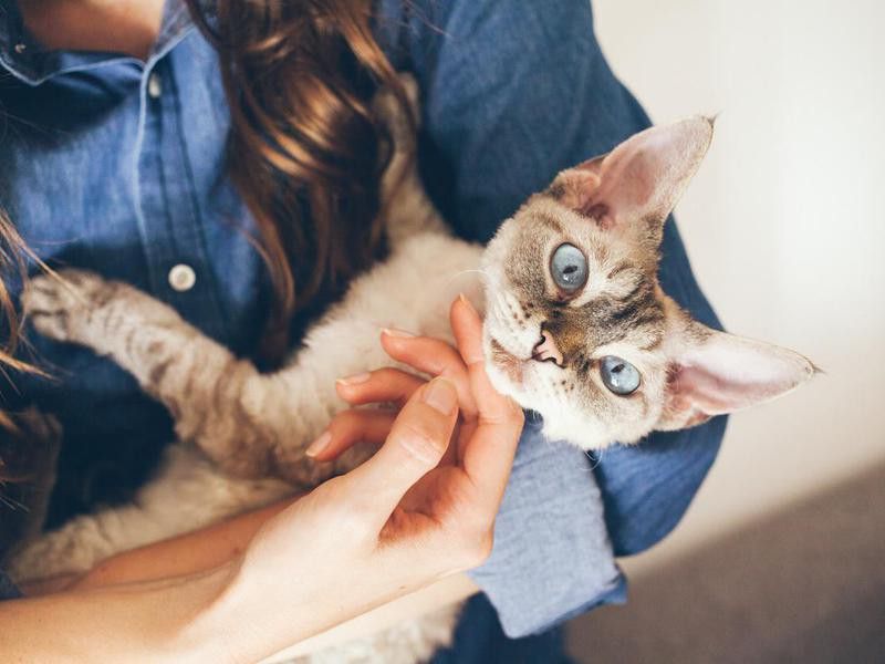 Young woman is cuddling and hugging her cute curious Devon Rex cat