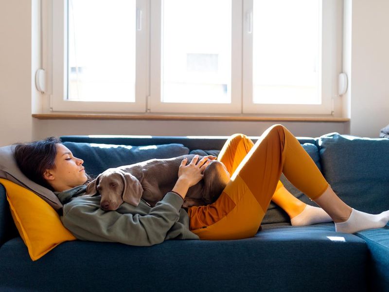 Young woman taking a nap on the sofa with her Weimaraner puppy
