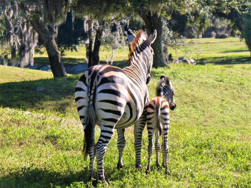 Zebra mom and new baby