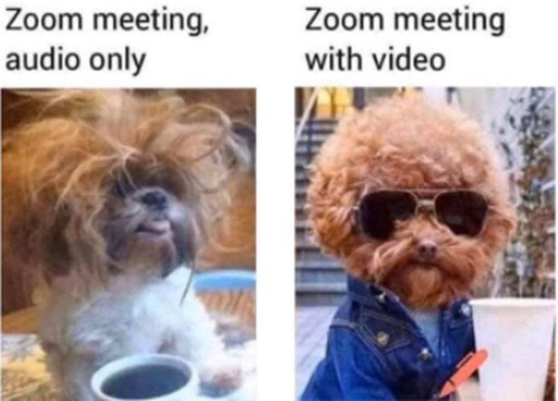 Zoom meeting meme